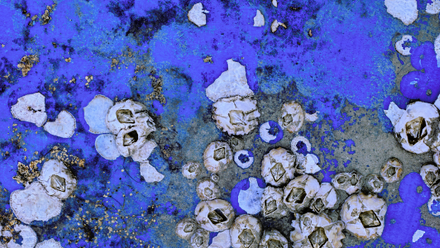 _john lewis biofouling 575x300px.png