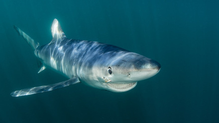 fins_for_forecasts_shutterstock.jpg