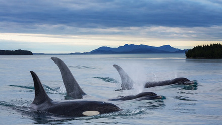 Orcas, Alaska Shutterstock.jpg