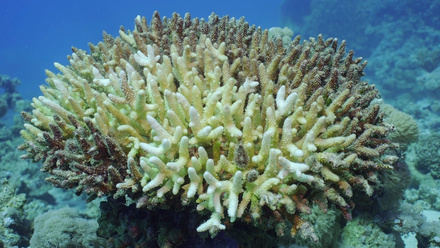 ocean_heat_bleached_corals_egypt.jpg
