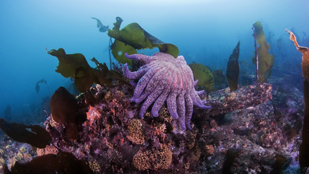 Sunflower sea star shutterstock.jpg