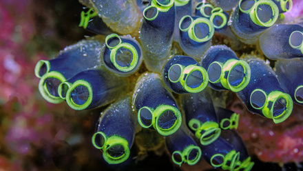 The role of funding in protecting marine life_NL.jpg