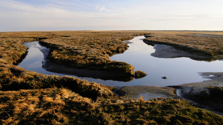 Wetlands may hold key to climate resilience_NL.jpg