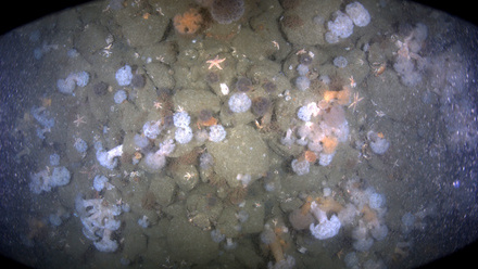 World’s first remote ecology survey launched_NL.jpg