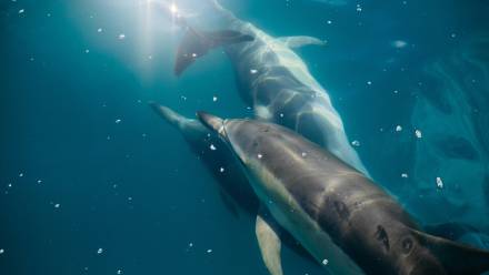 marine-mammal-dolphin.jpg