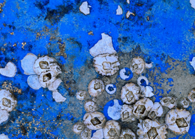 _john lewis biofouling 575x300px.png