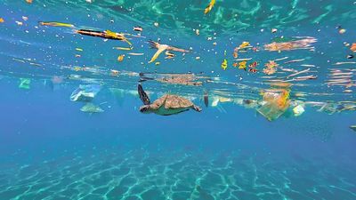 IMarEST | Microplastics: the true danger to our oceans