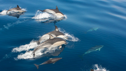 dolphins-marine-mammal-observer-mmo.jpg