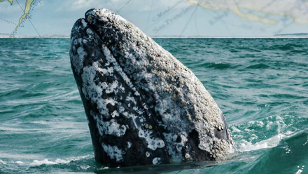 Pages from REPORT - The Gray Whale Cycle - Becci Jewell.pdf.jpg