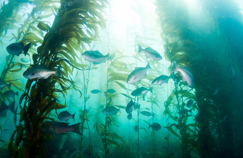 Oceans of Knowledge 2023