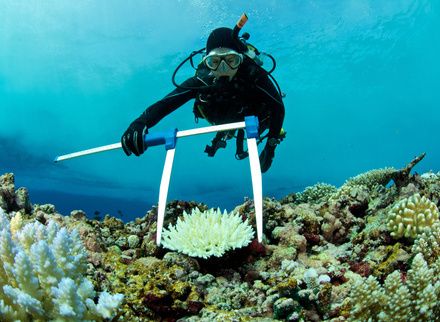 Marine biologist measures bleached coral