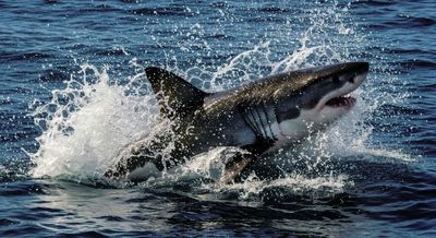 Gen Shark IMarEST | Helping sharks by decoding their DNA