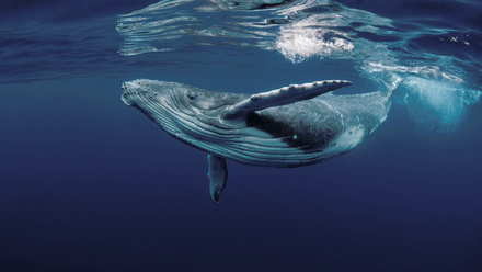 Training the next generation of marine mammal observers_NL.jpg