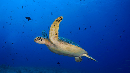 Decade Implementing partner turtle Featured Image.jpg