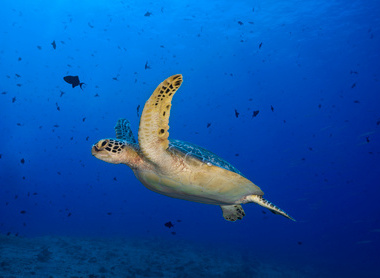 Decade Implementing partner turtle Featured Image.jpg