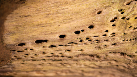 iStock-2234565719 shipworms wood.jpg