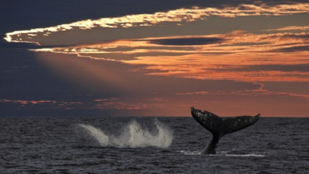 Image for Winner of £5,000 David Henderson Inspiring Journey Grant to follow the Gray Whale Cycle from Alaska to Mexico (5017)