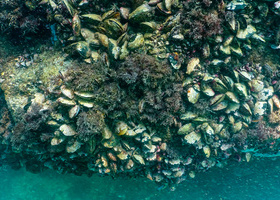 iStock-biofouling.jpg