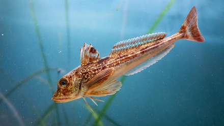 Seagrass shutterstock.jpg