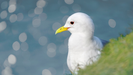Marine construction comes to endangered birds_NL.jpg