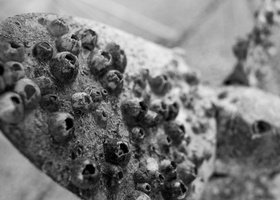 Ballast water and biofouling at the 2024 Biosecurity Symposium_NL (1).jpg 1