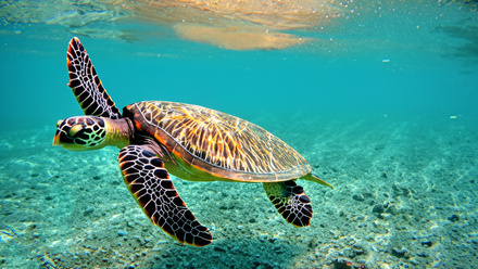 sea turtle swimming in the middle of the sea
