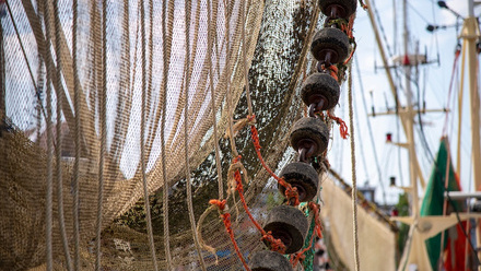 The high cost of bottom trawling.jpg