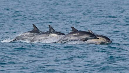 marine-mammals-dolphins-breaching-thumbnail.jpg