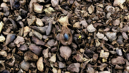 Fatality on board Ever Felicity in Japan connected to palm-kernel shells_NL.jpg