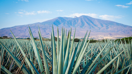 iStock-585315314 - agave.jpg