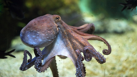 common octopus shutterstock.jpg