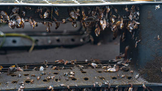 biofouling