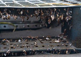 biofouling