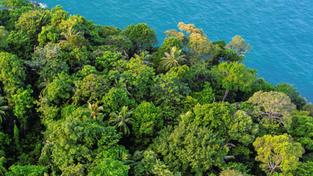 Suriname jungle sea Featured Image.png
