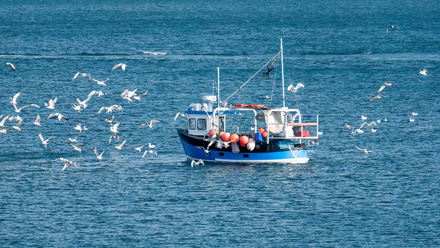 Estimated ‘100,000 fisher deaths annually’_NL.jpg