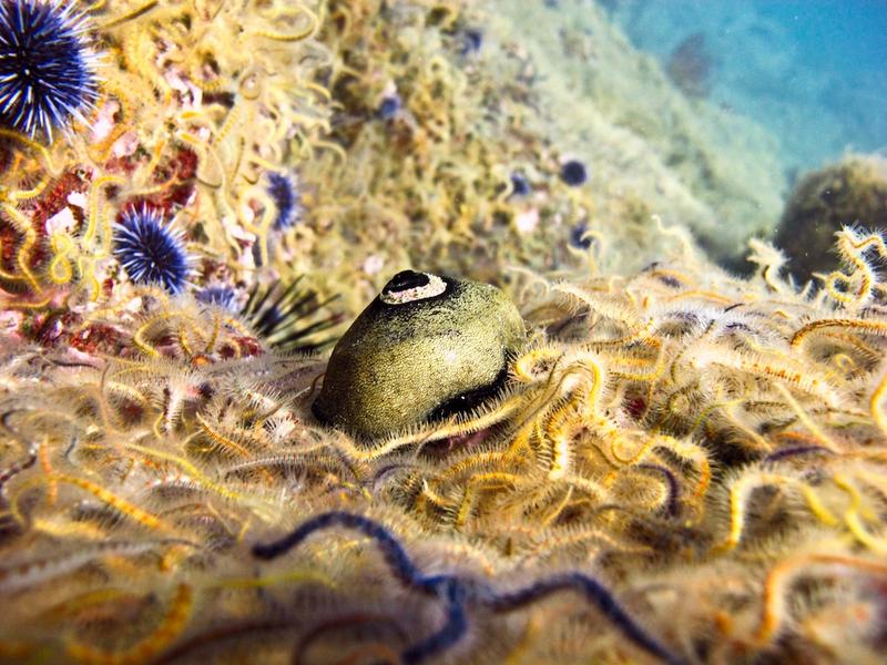 A nudibrach crawls over brittle stars shutterstock.jpg