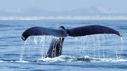 How COP30 affects marine professionals_NL.jpg